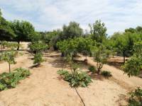 Revente - Villa ( Finca ) - Crevillente - Crevillent