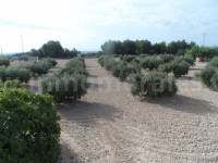 Revente - Villa ( Finca ) - Crevillente - Crevillent